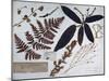 Page from Ermenonville Herbarium, 1776, by Jean-Jacques Rousseau (1712-1778), France, 18th Century-null-Mounted Giclee Print