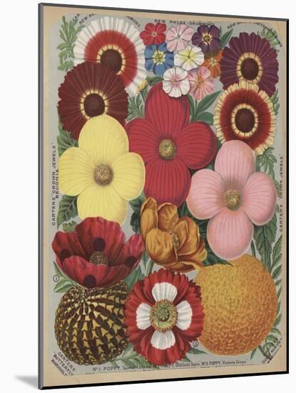 Page from Flower Catalogue-null-Mounted Giclee Print