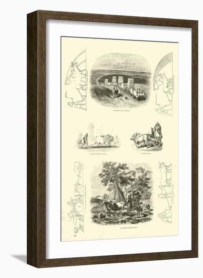 Page from the Pictorial Museum of Animated Nature-null-Framed Giclee Print