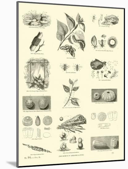 Page from the Pictorial Museum of Animated Nature-null-Mounted Giclee Print