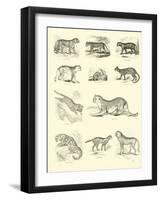 Page from the Pictorial Museum of Animated Nature-null-Framed Giclee Print