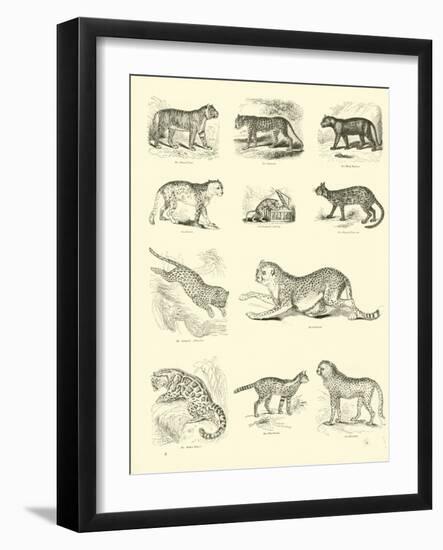 Page from the Pictorial Museum of Animated Nature-null-Framed Giclee Print