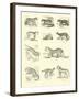 Page from the Pictorial Museum of Animated Nature-null-Framed Giclee Print