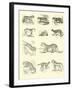 Page from the Pictorial Museum of Animated Nature-null-Framed Giclee Print