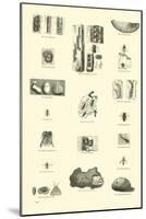 Page from the Pictorial Museum of Animated Nature-null-Mounted Giclee Print