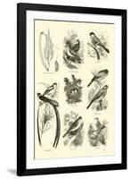 Page from the Pictorial Museum of Animated Nature-null-Framed Giclee Print