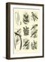 Page from the Pictorial Museum of Animated Nature-null-Framed Giclee Print