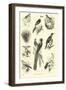 Page from the Pictorial Museum of Animated Nature-null-Framed Giclee Print