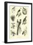 Page from the Pictorial Museum of Animated Nature-null-Framed Giclee Print