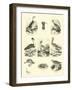 Page from the Pictorial Museum of Animated Nature-null-Framed Giclee Print