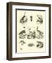 Page from the Pictorial Museum of Animated Nature-null-Framed Giclee Print