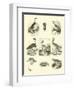 Page from the Pictorial Museum of Animated Nature-null-Framed Giclee Print