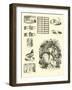 Page from the Pictorial Museum of Animated Nature-null-Framed Giclee Print