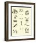 Page from the Pictorial Museum of Animated Nature-null-Framed Giclee Print