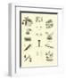 Page from the Pictorial Museum of Animated Nature-null-Framed Giclee Print