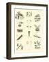 Page from the Pictorial Museum of Animated Nature-null-Framed Giclee Print