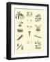 Page from the Pictorial Museum of Animated Nature-null-Framed Giclee Print