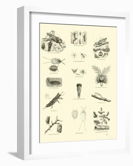 Page from the Pictorial Museum of Animated Nature-null-Framed Giclee Print