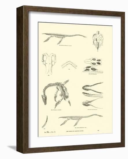 Page from the Pictorial Museum of Animated Nature-null-Framed Giclee Print