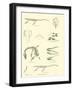 Page from the Pictorial Museum of Animated Nature-null-Framed Giclee Print