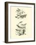 Page from the Pictorial Museum of Animated Nature-null-Framed Giclee Print