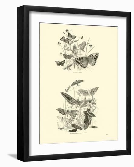 Page from the Pictorial Museum of Animated Nature-null-Framed Giclee Print