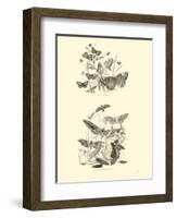 Page from the Pictorial Museum of Animated Nature-null-Framed Giclee Print