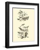 Page from the Pictorial Museum of Animated Nature-null-Framed Giclee Print