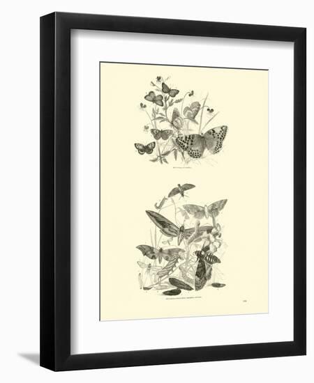 Page from the Pictorial Museum of Animated Nature-null-Framed Giclee Print