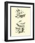 Page from the Pictorial Museum of Animated Nature-null-Framed Giclee Print