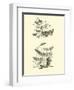 Page from the Pictorial Museum of Animated Nature-null-Framed Giclee Print