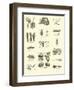 Page from the Pictorial Museum of Animated Nature-null-Framed Giclee Print