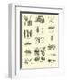 Page from the Pictorial Museum of Animated Nature-null-Framed Giclee Print