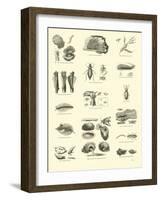 Page from the Pictorial Museum of Animated Nature-null-Framed Giclee Print