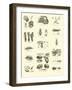 Page from the Pictorial Museum of Animated Nature-null-Framed Giclee Print