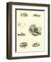 Page from the Pictorial Museum of Animated Nature-null-Framed Premium Giclee Print