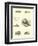 Page from the Pictorial Museum of Animated Nature-null-Framed Premium Giclee Print