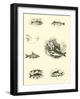 Page from the Pictorial Museum of Animated Nature-null-Framed Giclee Print