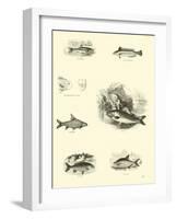 Page from the Pictorial Museum of Animated Nature-null-Framed Giclee Print