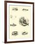 Page from the Pictorial Museum of Animated Nature-null-Framed Giclee Print