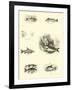 Page from the Pictorial Museum of Animated Nature-null-Framed Giclee Print