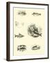 Page from the Pictorial Museum of Animated Nature-null-Framed Giclee Print