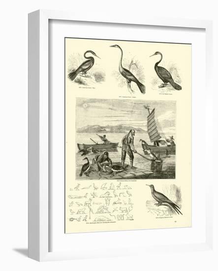 Page from the Pictorial Museum of Animated Nature-null-Framed Giclee Print