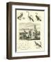 Page from the Pictorial Museum of Animated Nature-null-Framed Giclee Print