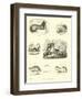 Page from the Pictorial Museum of Animated Nature-null-Framed Giclee Print