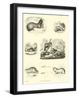 Page from the Pictorial Museum of Animated Nature-null-Framed Giclee Print