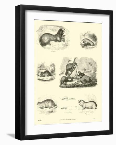 Page from the Pictorial Museum of Animated Nature-null-Framed Giclee Print