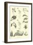 Page from the Pictorial Museum of Animated Nature-null-Framed Giclee Print