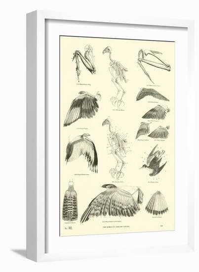 Page from the Pictorial Museum of Animated Nature-null-Framed Giclee Print