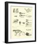 Page from the Pictorial Museum of Animated Nature-null-Framed Giclee Print